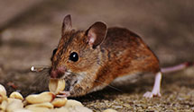24 Hour & Emergency Exterminators in Elk Garden, WV
